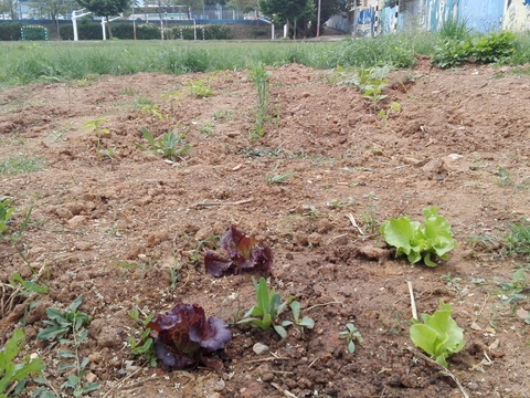 Horta II: vista geral da horta e das culturas